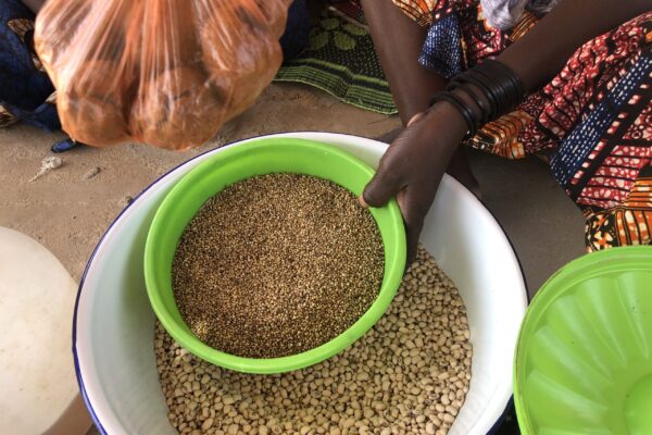 REDSAACC Project 

Research and Development Project for Food Security and Adaptation to Climate Change of Rural Production Systems in Niger is in its second phase from April 2021 to March 2026.

Goal: 2026, 40,000 households with low resilience (to climate change) will have increased their food and nutritional security, in an equitable and sustainable manner, in 40 municipalities in 5 regions of Niger. This, through three specific objectives :


	Producers (men and women) have increased productivity and incomes and are resilient to climate change and shocks
	Young men and women are empowered and have increased employment and incomes, mainly through agro-pastoral value chains
	Vulnerable and pregnant/lactating women and children under 5 have better nutrition.


The final beneficiaries are small agro-pastoral producers, men, and women, belonging to vulnerable households and family farms (EAF), located in the project intervention area that meet the climate vulnerability criterion. Female-headed households, young people aged 15-35 and children aged 0-5 living on family farms in the intervention communities represent the impact group of the project.

&nbsp;

Outputs

&bull; Producers have adopted climate-resilient technologies/approaches in horticulture, rain-fed agriculture, and agro-pastoral production.

&bull; Producers have increased their knowledge of improved technologies and integrated farming methods.

&bull; Young men and women are engaged in employment and income generation (in agricultural value chains)

&bull; Young men and women have improved their entrepreneurial skills and employment opportunities

&bull; Vulnerable and pregnant/lactating women have adopted better nutrition and hygiene practices

&bull; Vulnerable and pregnant/lactating women have better knowledge of the use of local and nutritious foods and practice

Narrative

The communal innovation platform (PCI) is an organization of producers structured from the villages to the commune. It is made up of several thematic groups, including that of women's organizations under the Mata Masu Dubara (MMD) model or ingenious women initiated by CARE a few decades ago.

As part of the social reconstitution of livestock as a mechanism for the development of livelihoods, these women's groups have initiated the purchase and provision to their members of animals managed on a rotating basis. It is the 'Habbanae' model inspired by a cultural practice of local nomads.

This activity, which concerns goat breeding for this group in the Commune of Agui&eacute;, REDSACCA's area of intervention, is highly appreciated by women in the Maradi region. The breed most in demand is that of the red goat because of its flesh and the color and resistance of its skin, but also because this breed multiplies very quickly (on average 2 births per year with 2 to 4 kids per year). farrowing).

This is how the network led by Nana Dan Sanda from the village under the Gide of the Alforma platform in Agui&eacute; initiated the Habbanay&eacute; system at the level of the MMD groups. The members agreed to withdraw a certain amount that could buy 12 goats, but upstream they first identified 12 women involved in a group who will be able to respect the dynamics retained by the group. After each birth the goat is given to another woman who is identified in advance to retrieve the goat, and so on until all the women selected each receive a goat which will multiply at home. Note that the women identified from the start to benefit from the Habbanay&eacute; are the most vulnerable women in the group, so it is a kind of mutual aid within the group. The results of this activity translate into the acquisition of animals by group members who will use these resources and livelihoods to develop their capacity to adapt to climate change. Animal maintenance is done through the introduction and use of technologies popularized by the REDSAACC project.

&nbsp;

&nbsp;It is also in this sense that women are trained on the transformation of crop residues into very nutritious livestock feed for animals, as is the case with Mrs. SA'A, from the village of Kandusa, (Commune of Guidan Roumdji) member of the "Mata Masu Dubara (MMD)" group practicing the breeding of small ruminants (goats) such as

&nbsp;