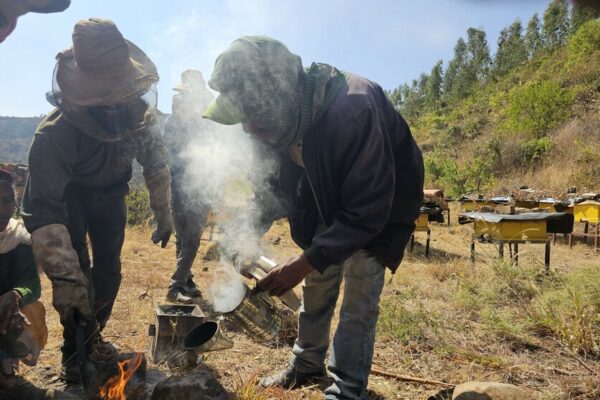 In picture: Gerbregergis, 51, (on the left, preparing the bee smoker)

&ldquo;Living here has become very difficult as we do not have enough food in our village,&rdquo; says Tsega, 55, while holding on to an empty basket. She lives in a small village of around 1.200 people in the middle of a mountain range in Northern Tigray. &ldquo;And the situation is only getting worse,&rdquo; Tsega adds. Overall, according to the World Food Programme, 15.8 million people in Ethiopia need food assistance in 2024 due to the drought, economic situation, and conflict. With Tigray being heavily impacted. &ldquo;We did not have enough food for the last four years now. We are just trying to survive until the next day, hoping not to starve,&rdquo; says Tsega.

The 55-year-old is part of a bee cooperative supported by CARE and a partner organization in the SELAM project. The twenty group members come together to take care of bee colonies to produce enough honey to sell on the market and with this generate income for their families. CARE supported the cooperative with 120.000 bees, 40 beehives, and 26kg of wax. &ldquo;Compared to other farmers in our community, we are very lucky because at least we have the bees,&rdquo; says Tsega who starts preparing a small fire on the floor. She puts some wood and coals in the middle and one of the group members waves her basket to create more smoke. She then adds more wood to the bee smoker, which is used to calm the bees. The bee cooperative was founded several years ago. &ldquo;All my hope was with the bees. I do not have land or any other source of income. But with the money we got from selling the honey twice a year, I had a good life. I even bought schoolbooks, pens, shoes, and food for my children,&rdquo; describes Gebregergis, 51, father of eight who is also a member of the cooperative. Then came the conflict. The beehives burned down, the bees died, and the cooperative collapsed.

&ldquo;We cannot describe with words the suffering during the conflict. When we heard gunfire we ran away and left everything behind. We hid in caves during the day to survive. We left early in the morning and during the night we came back and tried to find food,&rdquo; describes Gerbregergis. Many of his and Tsega&rsquo;s neighbors died. &ldquo;We are farmers, what do we know of fighting? Up that hill one of our cows was killed by an air strike,&rdquo; he continues, lowering the ready bee smoker to the ground with a heavy sigh. &ldquo;We cannot call it life. Six of our neighbors were injured during the conflict. They still cannot walk and will never be able to again,&rdquo; Tsega adds. Walking is crucial in this area which is located in a steep mountain range and can only be reached by foot and by walking for half an hour downhill through rock formations and wild nature. The villagers walk everywhere. They walk to find food. They walk two hours to the next market to sell their livestock. They walk to find water and grazing areas for their animals. Young and old walk and climb through rocky terrain with children on their backs, a jerrican in one hand and a basket with bread in the other, herding cows in front of them. &ldquo;If you cannot walk here, you die,&rdquo; says Tsega and hands Gerbregergis some protective gear: a hat with a face net, some gloves, and sleeves.

&ldquo;We live in a very bad situation. We are starving because there is not enough food. First, there was the conflict, now we have the drought and no harvest. Even the bees are weak because there are fewer flowers and no water for them to drink. They must go very far to places with irrigation. They often do not have enough strength to come back,&rdquo; says Gerbregergis, walking over to one of the beehives with his knife.
&ldquo;During the conflict, we had no hope, but with the new bees and hives hope has returned. The bees or our chance to survive. I have seven children, my oldest is in grade eight. She often goes to school without a pen or breakfast. I hope the bees will change that,&rdquo; says Tsega.