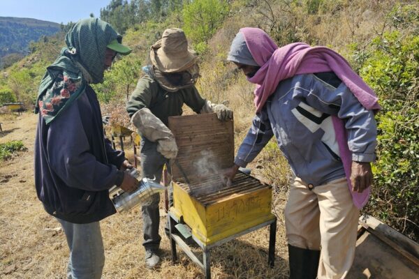 In picture:&nbsp;In picture: Gerbregergis, 51, (in the middle with the protective mask hat and gloves opening the bee hive together with two members of the bee cooperative

&ldquo;Living here has become very difficult as we do not have enough food in our village,&rdquo; says Tsega, 55, while holding on to an empty basket. She lives in a small village of around 1.200 people in the middle of a mountain range in Northern Tigray. &ldquo;And the situation is only getting worse,&rdquo; Tsega adds. Overall, according to the World Food Programme, 15.8 million people in Ethiopia need food assistance in 2024 due to the drought, economic situation, and conflict. With Tigray being heavily impacted. &ldquo;We did not have enough food for the last four years now. We are just trying to survive until the next day, hoping not to starve,&rdquo; says Tsega.

The 55-year-old is part of a bee cooperative supported by CARE and a partner organization in the SELAM project. The twenty group members come together to take care of bee colonies to produce enough honey to sell on the market and with this generate income for their families. CARE supported the cooperative with 120.000 bees, 40 beehives, and 26kg of wax. &ldquo;Compared to other farmers in our community, we are very lucky because at least we have the bees,&rdquo; says Tsega who starts preparing a small fire on the floor. She puts some wood and coals in the middle and one of the group members waves her basket to create more smoke. She then adds more wood to the bee smoker, which is used to calm the bees. The bee cooperative was founded several years ago. &ldquo;All my hope was with the bees. I do not have land or any other source of income. But with the money we got from selling the honey twice a year, I had a good life. I even bought schoolbooks, pens, shoes, and food for my children,&rdquo; describes Gebregergis, 51, father of eight who is also a member of the cooperative. Then came the conflict. The beehives burned down, the bees died, and the cooperative collapsed.

&ldquo;We cannot describe with words the suffering during the conflict. When we heard gunfire we ran away and left everything behind. We hid in caves during the day to survive. We left early in the morning and during the night we came back and tried to find food,&rdquo; describes Gerbregergis. Many of his and Tsega&rsquo;s neighbors died. &ldquo;We are farmers, what do we know of fighting? Up that hill one of our cows was killed by an air strike,&rdquo; he continues, lowering the ready bee smoker to the ground with a heavy sigh. &ldquo;We cannot call it life. Six of our neighbors were injured during the conflict. They still cannot walk and will never be able to again,&rdquo; Tsega adds. Walking is crucial in this area which is located in a steep mountain range and can only be reached by foot and by walking for half an hour downhill through rock formations and wild nature. The villagers walk everywhere. They walk to find food. They walk two hours to the next market to sell their livestock. They walk to find water and grazing areas for their animals. Young and old walk and climb through rocky terrain with children on their backs, a jerrican in one hand and a basket with bread in the other, herding cows in front of them. &ldquo;If you cannot walk here, you die,&rdquo; says Tsega and hands Gerbregergis some protective gear: a hat with a face net, some gloves, and sleeves.

&ldquo;We live in a very bad situation. We are starving because there is not enough food. First, there was the conflict, now we have the drought and no harvest. Even the bees are weak because there are fewer flowers and no water for them to drink. They must go very far to places with irrigation. They often do not have enough strength to come back,&rdquo; says Gerbregergis, walking over to one of the beehives with his knife.
&ldquo;During the conflict, we had no hope, but with the new bees and hives hope has returned. The bees or our chance to survive. I have seven children, my oldest is in grade eight. She often goes to school without a pen or breakfast. I hope the bees will change that,&rdquo; says Tsega.