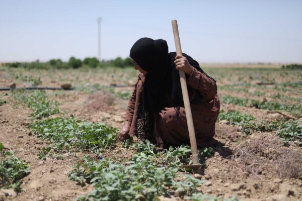 Kamla, a mother and wife living in northeast Syria, works as a farmer and occasionally as a daily wage labourer.

&nbsp;

Kamla received assistance from CARE under a grant from the UK&rsquo;s Foreign, Commonwealth and Development Office (FCDO) for building resilience in Syria. This included technical training, 500 kilograms of wheat seeds, fertilizers, the opportunity to participate in a &lsquo;cash-for-work&rsquo; activity, cash assistance for purchasing and in