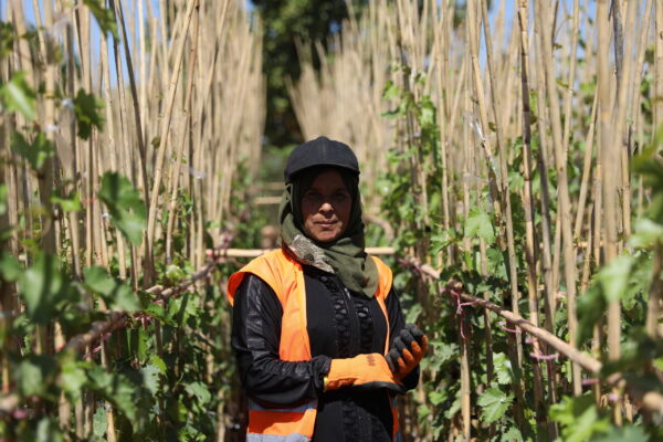 CARE in collaboration with its partner VIOLET in northwestern Syria, and with funding from Giro555, created 300 Cash-for-work opportunities for men and women to address basic needs, prevent negative coping mechanisms, and enhance livelihoods resilience to shocks and crises, while helping to address food security in the medium and long term.&nbsp;&nbsp;

Kholoud*, a mother of seven children in northwest Syria relies on the cash-for-work initiative to cover the family&rsquo;s essential needs.&nbsp;&nbsp;

&ldquo;This project contributes to increasing agricultural production, it nourishes our lands and makes our fields beautiful again. My colleagues and I are very proud to be part of this initiative and hope it will continue&rdquo; says Kholoud.&nbsp;&nbsp;

Cash for work interventions provide employment to unskilled or semi-skilled workers on projects such as debris management, roads and market rehabilitation, agricultural activities and setting up tents or temporary shelter, especially for female-headed families and persons with disabilities. With cash for work interventions, people can earn their living in a dignified way, while at the same time they have an opportunity to learn new skills and gain valuable experience.&nbsp;&nbsp;&nbsp;

*Name changed to protect identity.