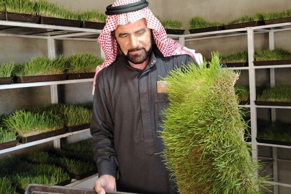 Mahmoud*, a 58-year-old livestock breeder in northeast Syria, struggled to sustain his herd amid repeated droughts. With grazing land dried up and fodder prices soaring due to economic and political challenges, many farmers, including Mahmoud, face mounting difficulties. The stagnant livestock market has further reduced profits, making it harder to afford veterinary care.&nbsp;

&nbsp;

The BLRS project provided herders like Mahmoud training and tools like hydroponic kits, milk separators, and solar panels to mitigate the impact of power shortages. He adopted hydroponic barley farming, reducing costs and improving his sheep&rsquo;s health.&nbsp;&nbsp;

&nbsp;

&ldquo;These modern methods changed our lives for the better,&rdquo; he says, remaining hopeful for a more sustainable future.&nbsp;

*Name changed to protect identity
