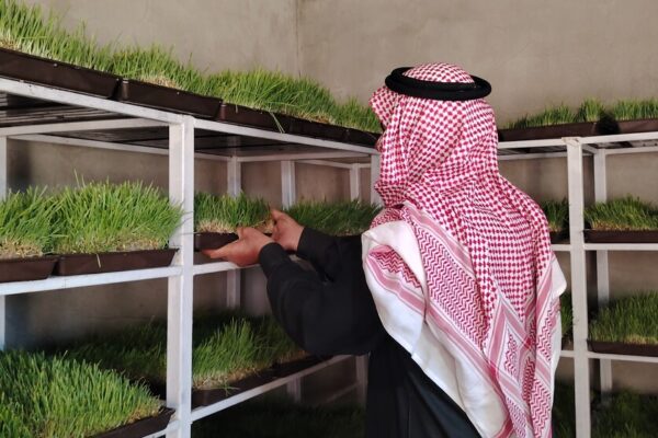 Mahmoud*, a 58-year-old livestock breeder in northeast Syria, struggled to sustain his herd amid repeated droughts. With grazing land dried up and fodder prices soaring due to economic and political challenges, many farmers, including Mahmoud, face mounting difficulties. The stagnant livestock market has further reduced profits, making it harder to afford veterinary care.&nbsp;

&nbsp;

The BLRS project provided herders like Mahmoud training and tools like hydroponic kits, milk separators, and solar panels to mitigate the impact of power shortages. He adopted hydroponic barley farming, reducing costs and improving his sheep&rsquo;s health.&nbsp;&nbsp;

&nbsp;

&ldquo;These modern methods changed our lives for the better,&rdquo; he says, remaining hopeful for a more sustainable future.&nbsp;

*Name changed to protect identity