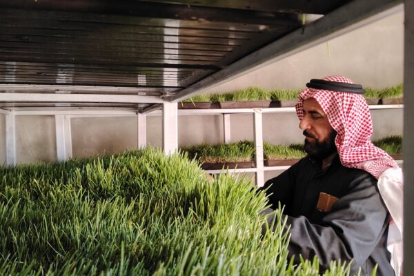 Mahmoud*, a 58-year-old livestock breeder in northeast Syria, struggled to sustain his herd amid repeated droughts. With grazing land dried up and fodder prices soaring due to economic and political challenges, many farmers, including Mahmoud, face mounting difficulties. The stagnant livestock market has further reduced profits, making it harder to afford veterinary care.&nbsp;

&nbsp;

The BLRS project provided herders like Mahmoud training and tools like hydroponic kits, milk separators, and solar panels to mitigate the impact of power shortages. He adopted hydroponic barley farming, reducing costs and improving his sheep&rsquo;s health.&nbsp;&nbsp;

&nbsp;

&ldquo;These modern methods changed our lives for the better,&rdquo; he says, remaining hopeful for a more sustainable future.&nbsp;

*Name changed to protect identity